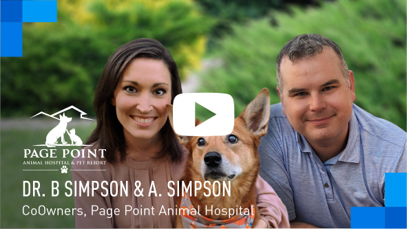 Intermedia Business Innovators – Page Point Animal Hospital & Pet Resort